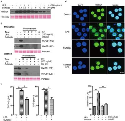 Sulfatide Inhibits HMGB1 Secretion by Hindering Toll-Like Receptor 4 Localization Within Lipid Rafts